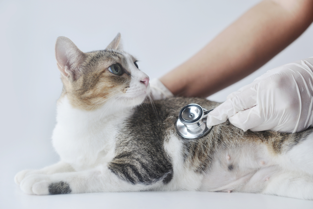 แมวลายนอนลงและตรวจโดยใช้หูฟังของแพทย์บนพื้นหลังสีขาว พร้อมพื้นที่ถ่ายเอกสาร