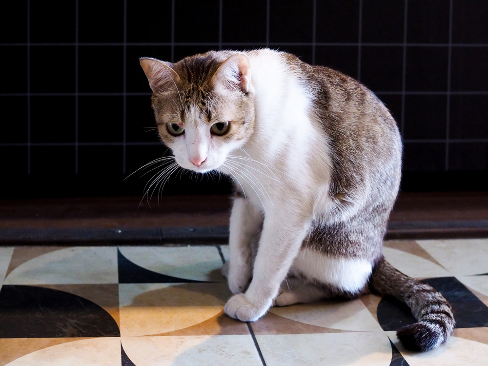 แมวป่วยด้วยโรคแมว แมวลายสีน้ำตาล เศร้าและป่วยด้วยการนั่งบนพื้นอย่างเจ็บปวด โรคหัดแมว