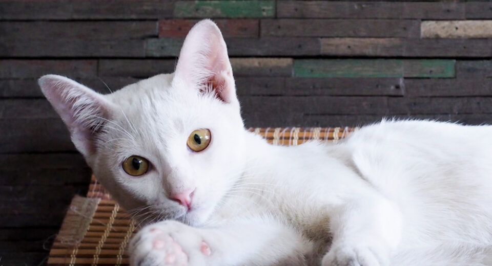 ลูกแมวสีขาวนอนอยู่บนเตียงไม้ ดูแลสุขภาพของสัตว์เลี้ยงด้วยแนวคิดแมวป่วย