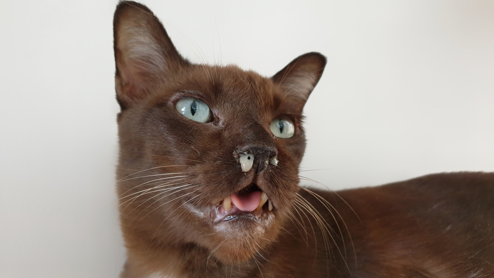 ปิดน้ำมูกในแมวสีน้ำตาลตัวเก่า การติดเชื้อทางเดินหายใจส่วนบนของแมว