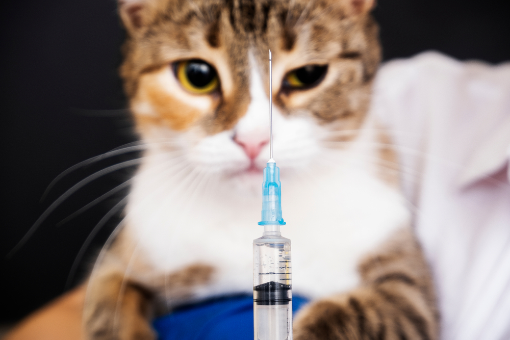 การฉีดวัคซีนสำหรับสัตว์ คลินิกสัตวแพทย์. แมวโตมองดูเข็มฉีดยา วัคซีนรวมแมว