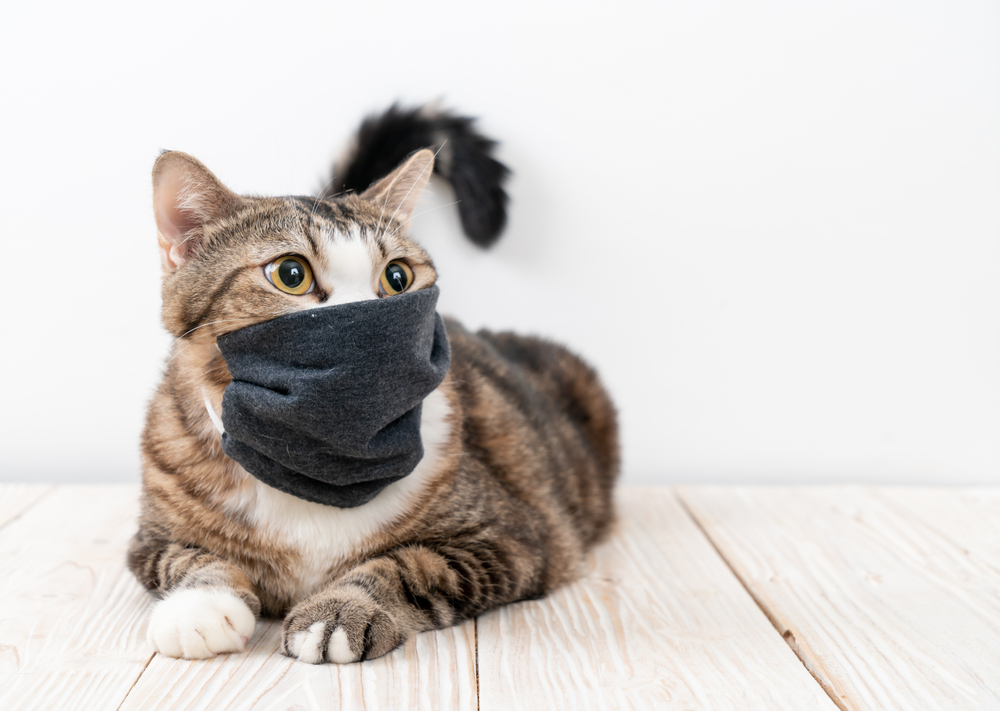 แมวสีเทาน่ารักพร้อมหน้ากากสำหรับป้องกันไวรัสโคโรน่าหรือ covid 19 บนพื้นไม้ แมวไอ