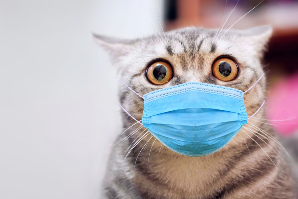 แมวตื่นตระหนกในหน้ากากผ่าตัดทางการแพทย์ หน้ากากป้องกันไวรัสของหมอบนใบหน้าช็อคของแมว หน้ากากอนามัยสำหรับสัตว์ - หยุดความตื่นตระหนกโรคระบาด แนวคิดไวรัสโควิค-19 โคโรนาไวรัสฮันตาไวรัส การป้องกันไวรัสแมวโคโรนาไวรัส โรคหวัดแมว
