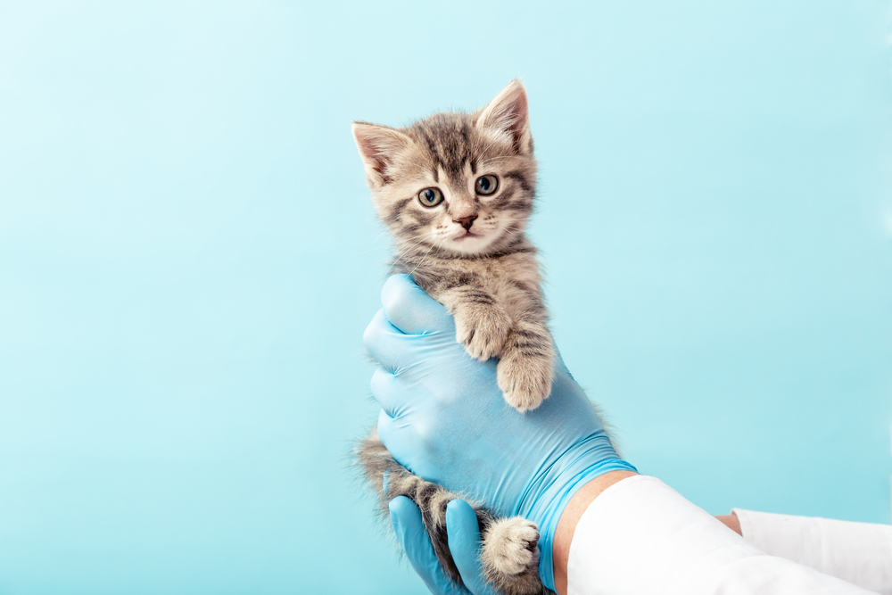 แมวสีเทาลายในมือของหมอบนพื้นหลังสีฟ้า สัตวแพทย์ลูกแมวกำลังตรวจ ตรวจสัตว์เลี้ยงลูกแมว ฉีดวัคซีนในคลินิกสัตวแพทย์สัตว์ การดูแลสุขภาพสัตว์เลี้ยงในบ้าน