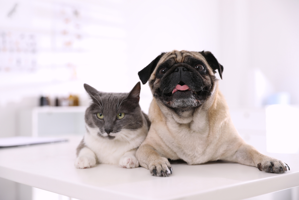 หมาปั๊กและแมวน่ารักบนโต๊ะสีขาวในคลินิก วันฉีดวัคซีน โรคพิษสุนัขบ้าในแมว