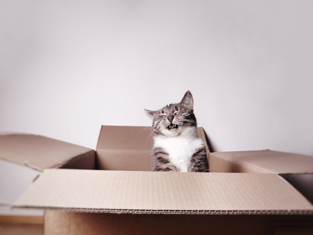 แมวหัวเราะตลกในกล่องกระดาษแข็งหรือกล่องที่มีพื้นที่การคัดลอก แมวจาม