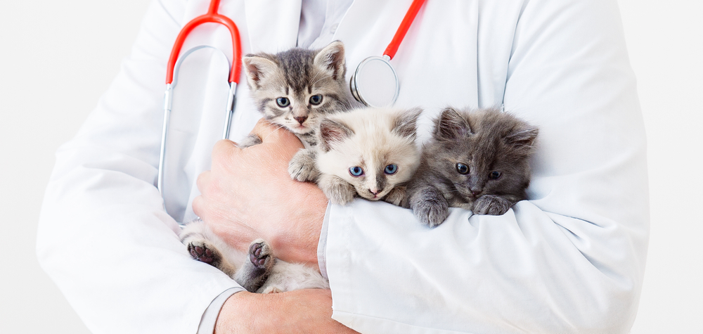 ลูกแมวในมือหมอสัตวแพทย์ หมอสัตวแพทย์ที่มีหูฟังของแพทย์ถือลูกแมว 3 ตัวจากสายพันธุ์ที่แตกต่างกัน 3 ตัวในคลินิกสัตวแพทย์ ยาสัตวแพทย์สำหรับสัตว์เลี้ยงและแมว ป้ายเว็บยาวๆ คาลิซิไวรัสในแมว