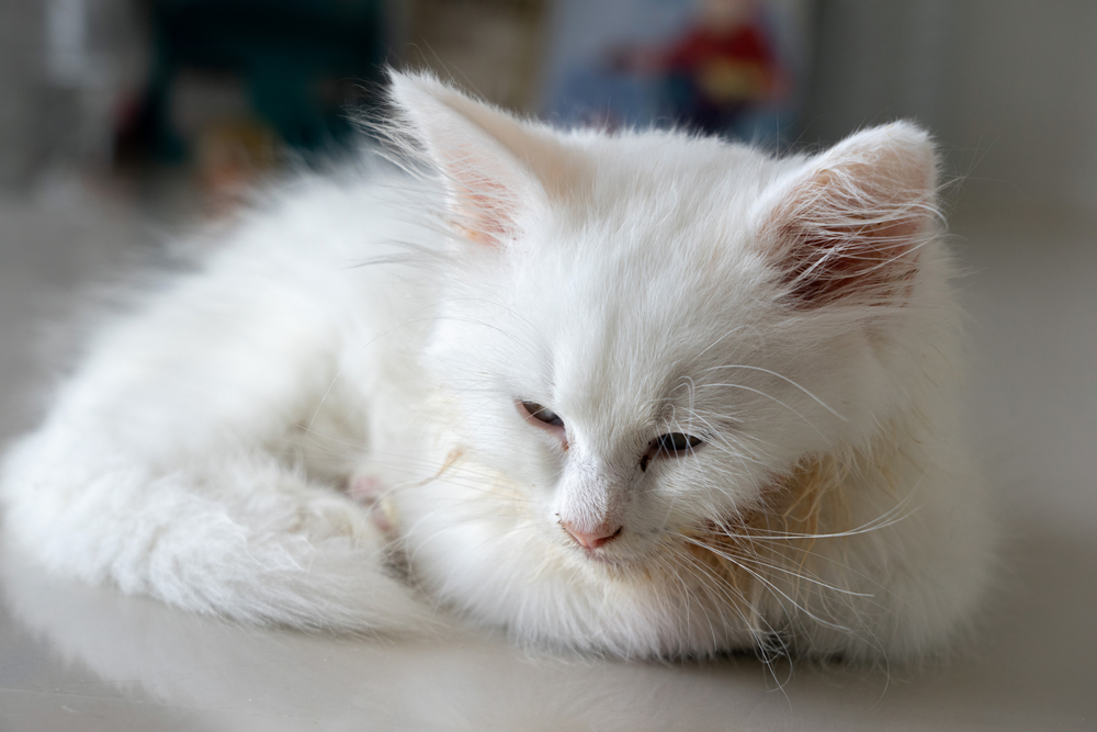 ลูกแมวสีขาวตัวน้อยป่วยเป็นโรคเม็ดเลือดขาวชนิดแมวนอนอยู่บนพื้นด้วยดวงตาเศร้าๆ และมีอาเจียนอยู่บนผมนุ่มๆ ของเธอ