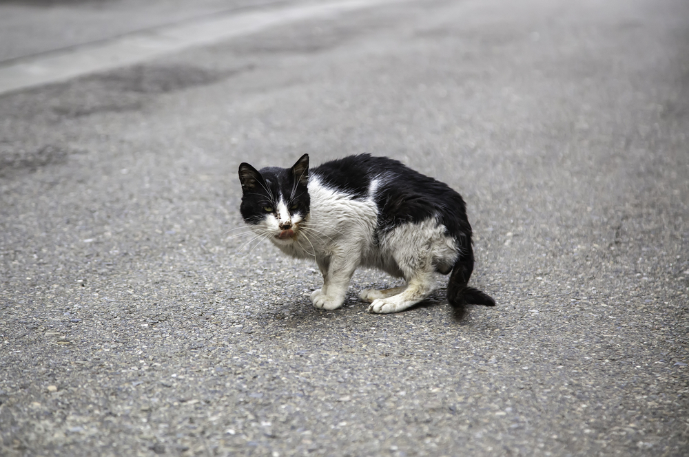 แมวข้างถนนที่ถูกทิ้ง การทารุณกรรมสัตว์ ความโศกเศร้า โรคพิษสุนัขบ้าในแมว