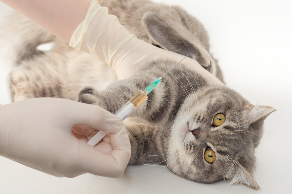 แมวนอนอยู่ด้วยท่าทางหวาดกลัว ในมือของหมอมีเข็มฉีดยาพร้อมวัคซีน การฉีดวัคซีนของสัตว์เลี้ยง แมววางบนอุ้งเท้าและต่อต้าน ภาพถ่ายแนวนอน วัคซีนรวมแมว