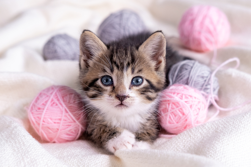 แมวลายทางเล่นกับลูกบอลด้ายสีชมพูและสีเทาบนเตียงสีขาว ลูกแมวตัวน้อยขี้สงสัยนอนอยู่บนผ้าห่มสีขาวกำลังมองกล้อง เลี้ยงลูกแมว