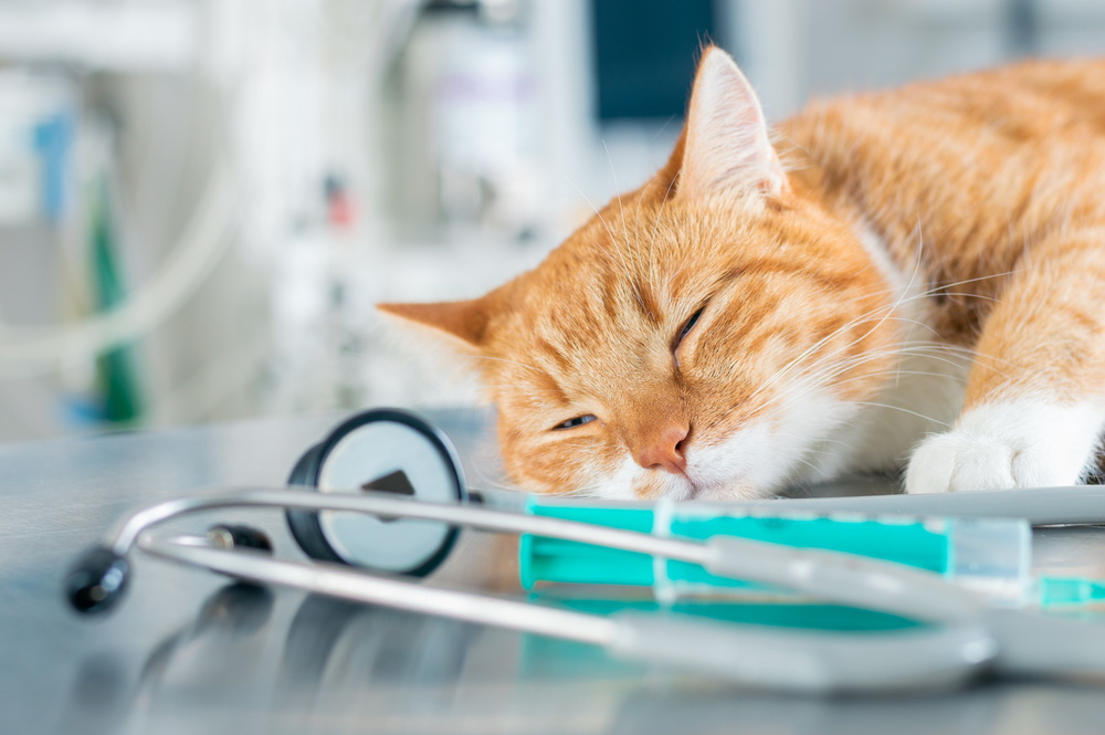 รูปแมวขิงนอนหลับอยู่บนโต๊ะใกล้กับเข็มฉีดยาและหูฟังของแพทย์ แนวคิดด้านสัตวแพทยศาสตร์ สื่อผสม โรคพิษสุนัขบ้าในแมว