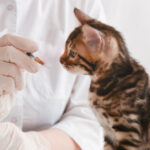 โรคทางเดินหายใจส่วนต้นในแมว (Upper Respiratory Infection)