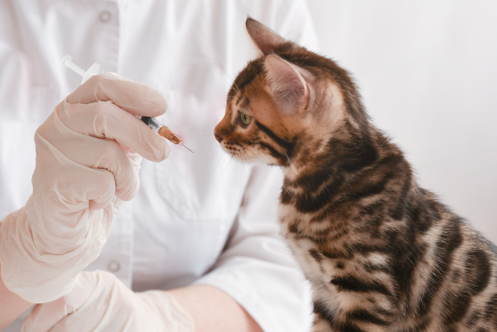 สัตวแพทย์แสดงเข็มฉีดยาให้ลูกแมว ลูกแมวเบงกอลนั่งอยู่บนโต๊ะหน้าหมอ สัตว์มองดูเข็มฉีดยาอย่างใกล้ชิด แนวคิดเรื่องการฉีดวัคซีน แนวคิดการรักษาสัตว์ แผนกต้อนรับ