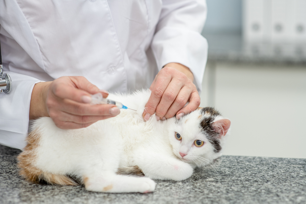 การฉีดวัคซีนหรือการรักษาลูกแมวในคลินิกสัตวแพทย์