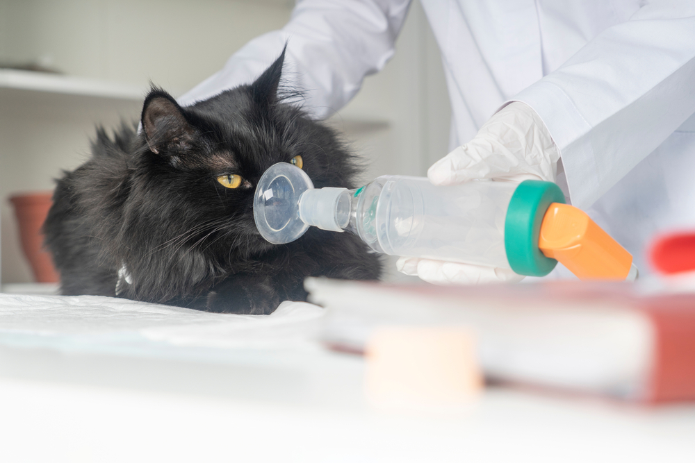 รักษาแมวด้วยโรคหอบหืดด้วยยาสูดพ่น แมวไอ