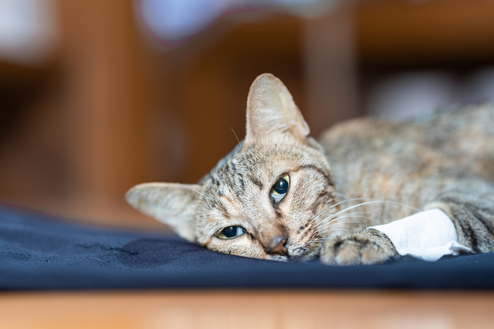 แมวป่วยนอนอย่างอ่อนแรงบนผ้าสีฟ้า มันจ้องมองออกไปอย่างเคลื่อนไหว แนวคิดเรื่องสุขภาพของแมว โฟกัสแบบนุ่มนวล
