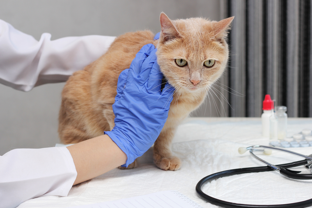 ที่สัตวแพทย์. สัตวแพทย์กำลังตรวจแมวแดง สัตวแพทย์อุ้มแมวขิงไว้บนโต๊ะ โรคทางเดินหายใจส่วนต้น