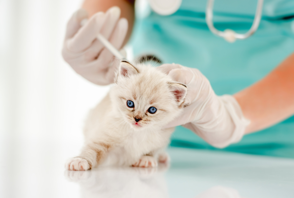 สัตวแพทย์หญิงฉีดวัคซีนให้ลูกแมวแรกดอลผู้น่ารักที่โรงพยาบาลสัตว์ แพทย์ผู้เชี่ยวชาญฉีดยาให้ลูกแมวขนฟูแสนน่ารัก วัคซีนแมว