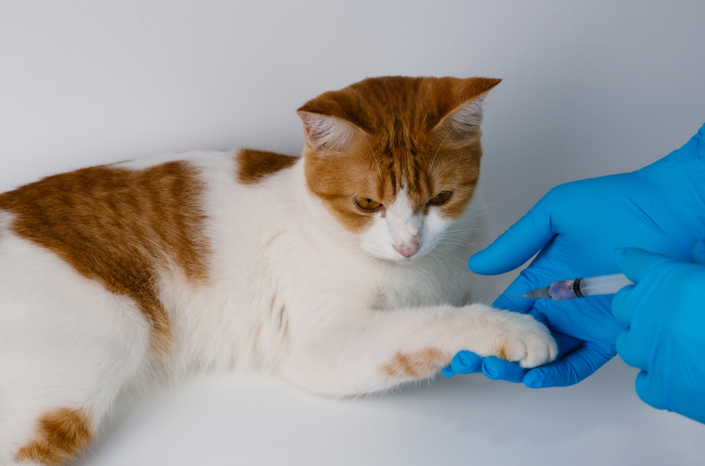 สัตวแพทย์ฉีดวัคซีนแมวสีส้มบริเวณขาเพื่อป้องกันโรคพิษสุนัขบ้า มะเร็งเม็ดเลือดขาว โรคเอดส์ในแมว และพยาธิหนอนหัวใจ ที่คลินิก โรคพิษสุนัขบ้าในแมว
