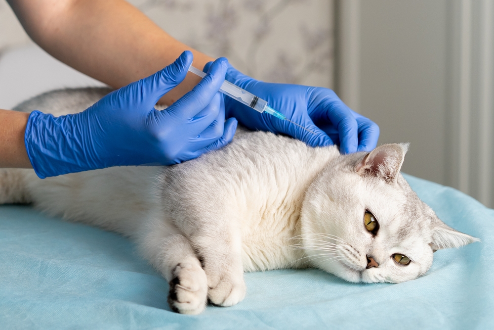 สัตวแพทย์ที่มาเยี่ยมบ้านฉีดยาแมวสก็อตแลนด์พันธุ์แท้ รักษาสัตว์เลี้ยง วัคซีนแมว