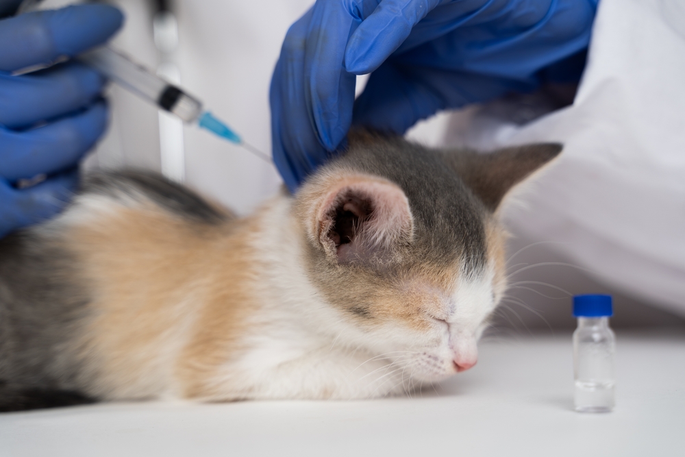 สัตวแพทย์ให้ยากับแมวด้วยเข็มฉีดยา แมวกำลังได้รับยาหรือ ฉีดวัคซีนแมว ไข้หัดแมว
