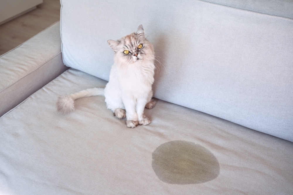 แมวปัสสาวะที่บ้าน แมวนั่งใกล้จุดเปียกหรือฉี่บนโซฟา แมวฉี่บนโซฟา พฤติกรรมที่ไม่ดีของแมว