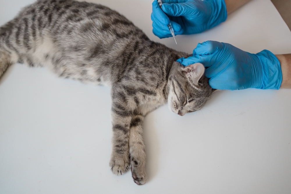 หมอสัตวแพทย์ฉีดยาให้ลูกแมว การฉีดวัคซีนให้กับสัตว์ แมวเลี้ยงในบ้านเพื่อตรวจในคลินิกสัตวแพทย์ มือของสัตวแพทย์ มะเร็งในแมว