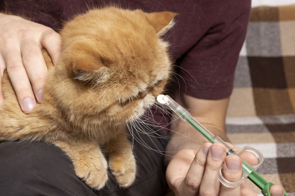 ผู้ชายที่บ้านให้ยาแก่แมวป่วยพันธุ์ขนสั้นที่แปลกใหม่ เข็มฉีดยาพิเศษสำหรับให้ยาแก่สัตว์ เข็มฉีดยาสัตวแพทย์สำหรับแท็บเล็ต