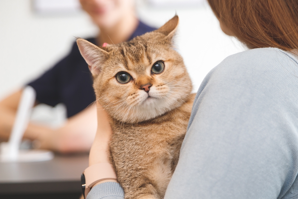 แมวอยู่บนมือผู้หญิงที่แผนกต้อนรับในคลินิกสัตวแพทย์ แนวคิดเรื่องการดูแลสุขภาพสัตว์ แมวไอ
