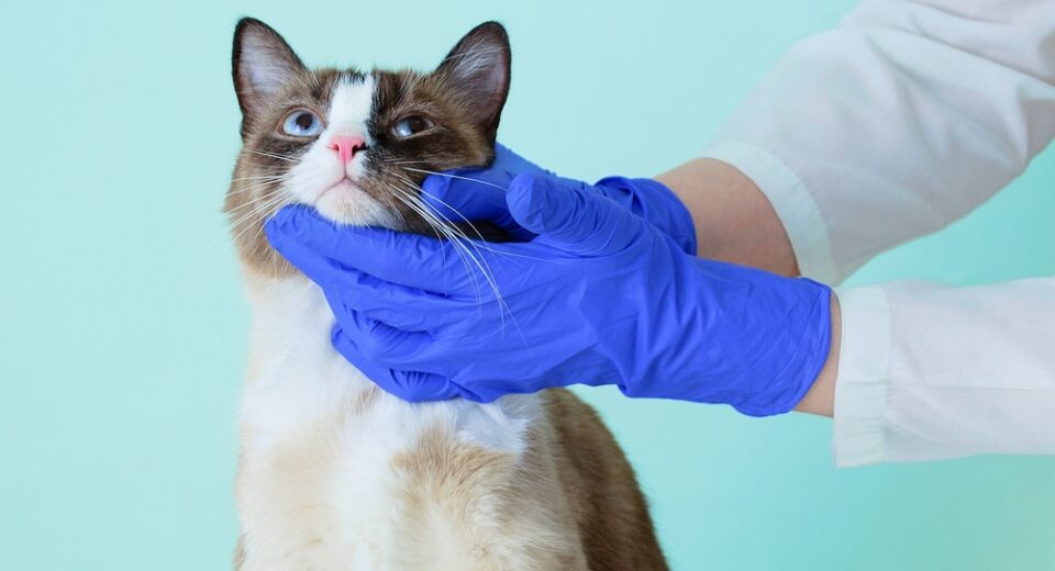 แมว Snowshoe เพื่อตรวจโดยสัตวแพทย์