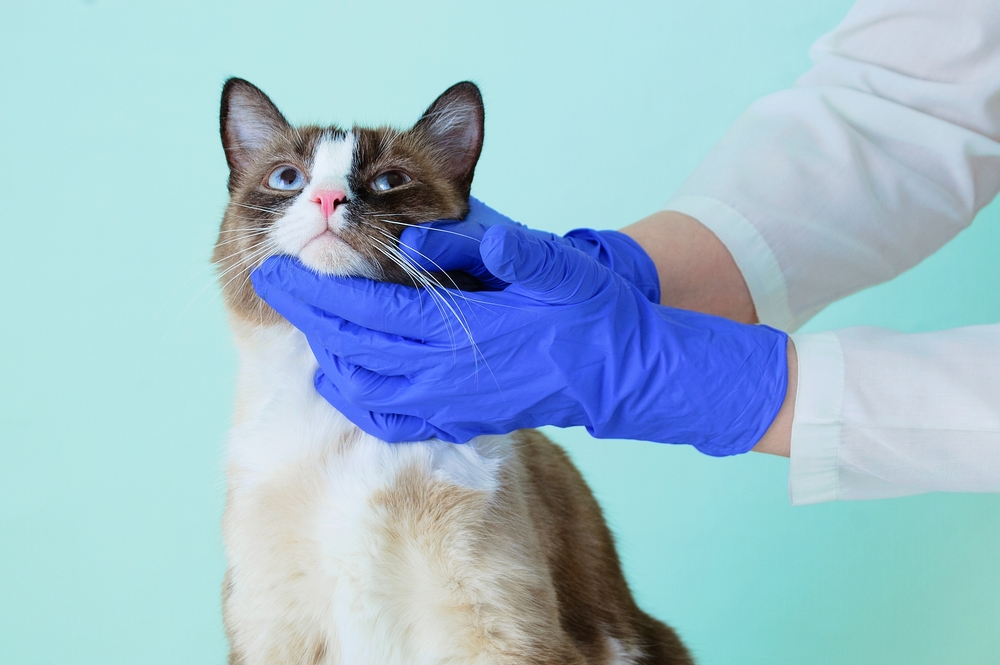 แมว Snowshoe เพื่อตรวจโดยสัตวแพทย์