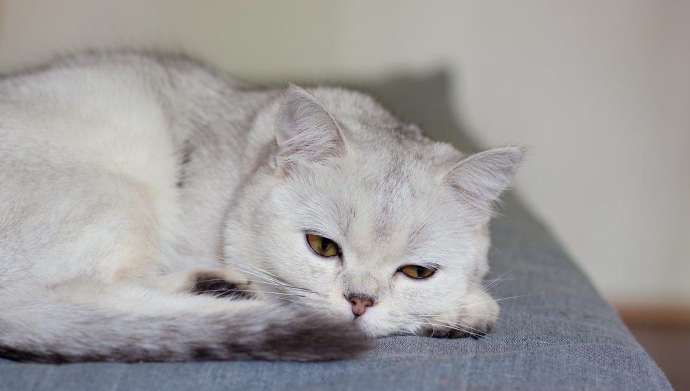 แมวสก็อตนอนอยู่บนโซฟา แมวป่วยนอนอยู่บนโซฟา แมวคิดถึงเจ้าของ สภาวะทางอารมณ์ของแมว แมวไอ