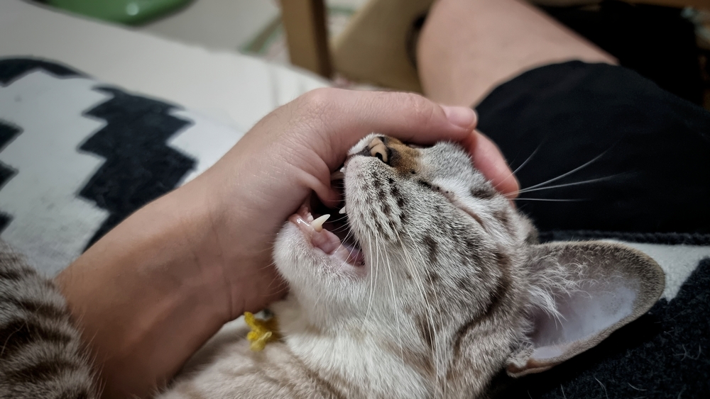 แมวน่ารักเล่นและกัดมือมนุษย์ โรคพิษสุนัขบ้าในแมว