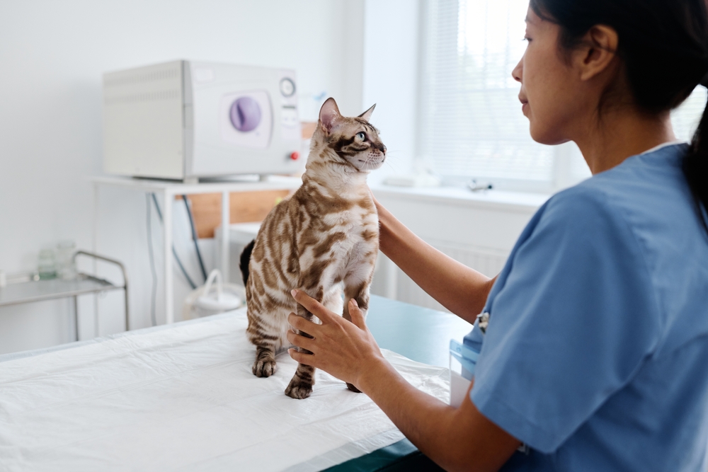 หญิงสาวชาวฮิสแปนิกทำงานในคลินิกสัตวแพทย์สมัยใหม่ยืนอยู่ในห้องตรวจเพื่อตรวจแมวเบงกอลแสนสวย