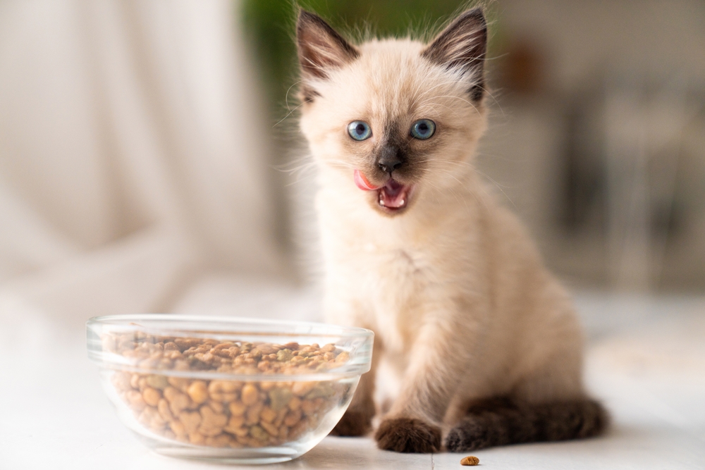 ลูกแมวขนฟูตัวน้อยตลกกินอาหารแห้งจากชาม ลูกแมวเลีย มื้ออร่อย แมวสยามหรือแมวไทย ภาพถ่ายคุณภาพสูง 