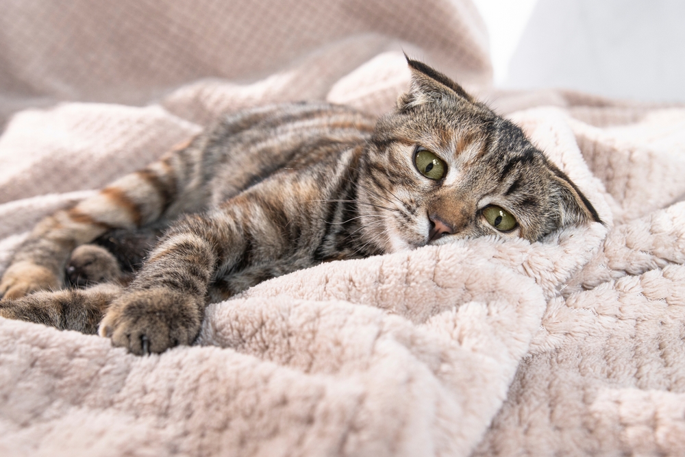 แมวเศร้าลายทางตาสีเขียวนอนอยู่ที่บ้านบนผ้าห่มนุ่มๆ ที่มีดวงตาหวาดกลัวและหูแบน โรคสัตว์เลี้ยง แมวซึม
