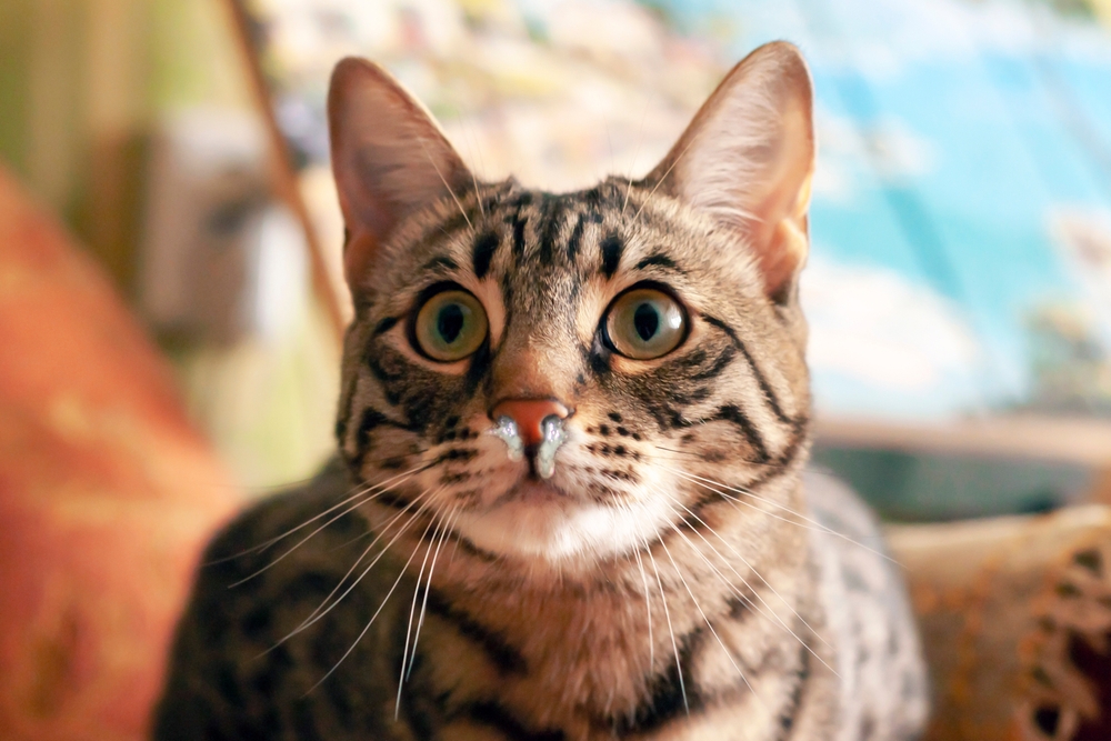 แมวเลวทรามเป็นลูกผสมระหว่างสายพันธุ์เบงกาลีและไทย แนวคิดเรื่องโรคสัตว์ คาลิซิไวรัสในแมว