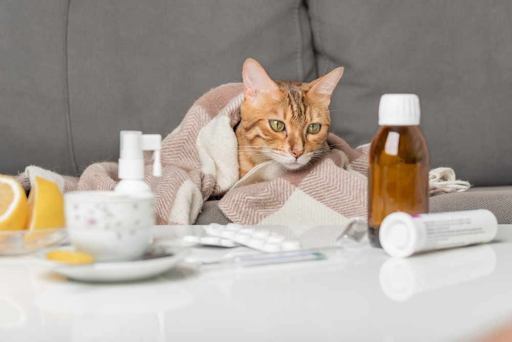 แมวป่วยบนโซฟาห่มผ้าห่ม แมวตัวน้อยที่มีอาการไข้หวัดหรือไวรัสโคโรนากำลังรับการรักษาที่บ้าน แนวคิดเรื่องความหนาวเย็นและไข้หวัดใหญ่ในฤดูหนาว