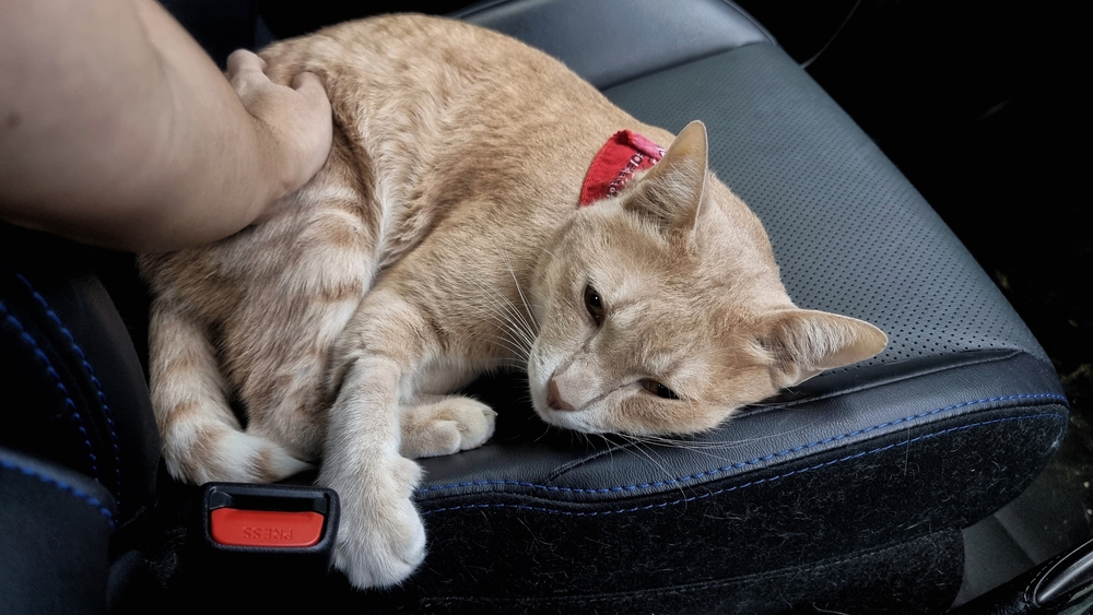 ปิดหน้าแมวที่นอนอยู่บนที่นั่งผู้โดยสารในรถ เมื่อเจ้าของลูบหลังออกจากโรงพยาบาลสัตว์ โรคเยื่อบุช่องท้องอักเสบในแมว 