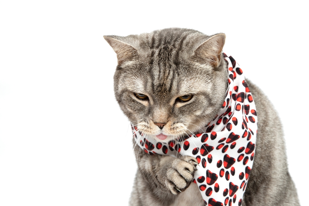 แมวสก็อตติชสำลักและไอหลังรับประทานอาหาร แมวป่วยและนั่งบนผ้าพันคอ แมวในผ้าพันคอเอี๊ยม แมวไอ