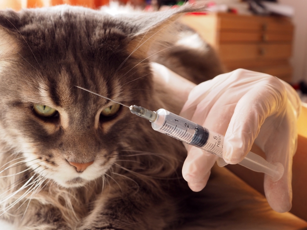 สัตวแพทย์หมอถือเข็มฉีดยาฉีดยาเข้าแมว เมนคูนสีเทาตัวใหญ่มองดูเข็มฉีดยาอย่างเข้มงวด วัคซีนรวมแมว