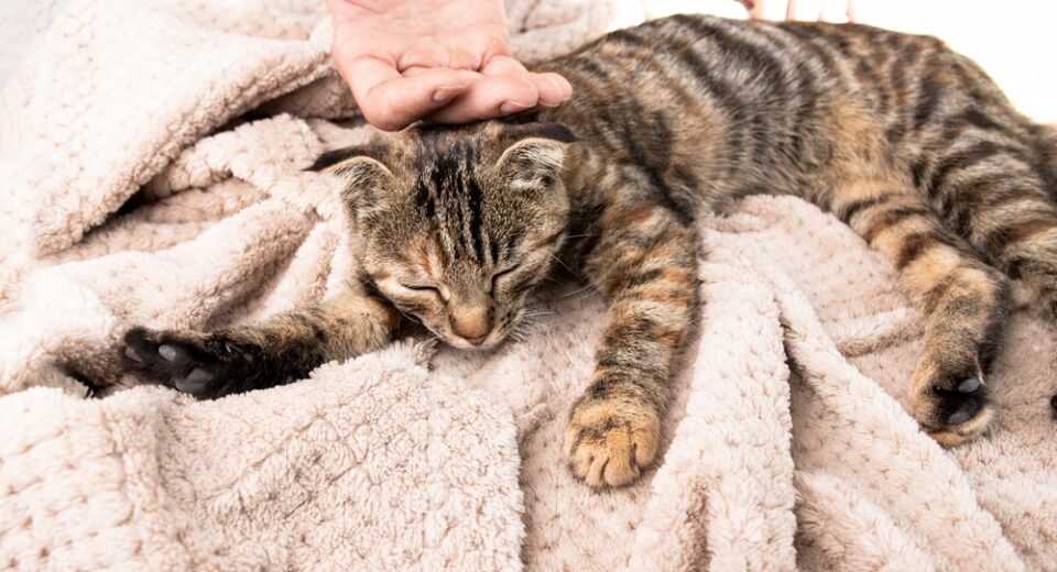 มือของผู้ชายลูบไล้แมวลายทางที่กำลังนอนหลับอย่างอ่อนโยน ความสัมพันธ์ระหว่างมนุษย์กับสัตว์