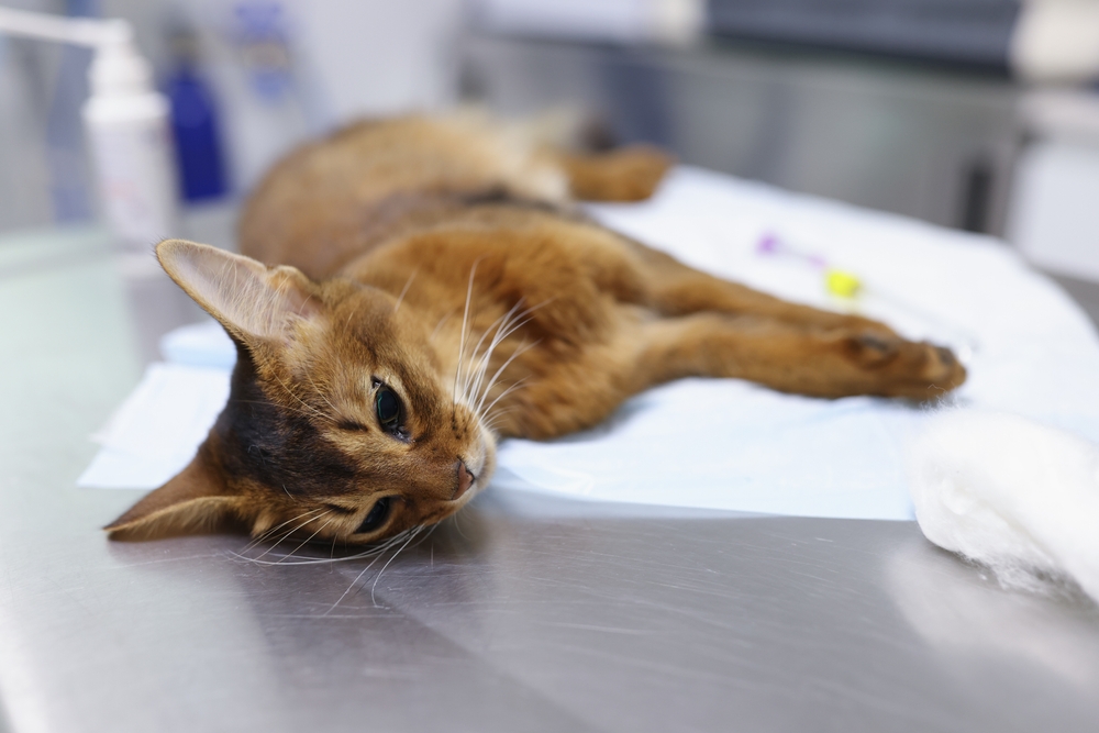 แมวป่วยบนโต๊ะผ่าตัดในสำนักงานสัตวแพทย์อย่างใกล้ชิด โรคแมวในประเทศและแนวคิดของคลีนิคสัตวแพทย์ แมวไอ