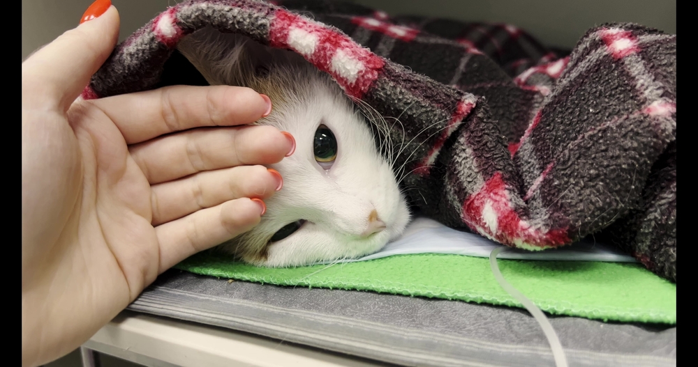 แพทย์สัตวแพทย์ลูบแมวป่วยเบาๆ พยายามทำให้เขาสงบลง สัตวแพทย์ใช้มือลูบหัวแมวที่หวาดกลัว แนวคิดของหมอที่ดูแลสัตว์ป่วย แมวซึม