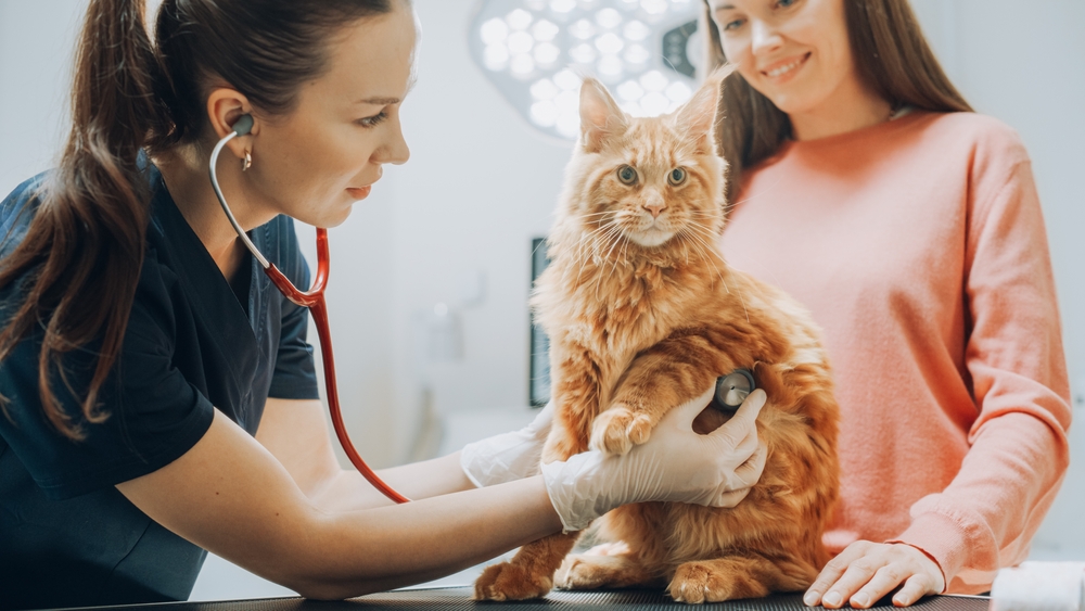สัตวแพทย์หญิงตรวจสอบสัตว์เลี้ยงเมนคูนด้วยหูฟังบนโต๊ะตรวจ เจ้าของแมวพาเพื่อนขนฟูของเธอไปที่คลินิกสัตวแพทย์สมัยใหม่เพื่อตรวจสุขภาพ