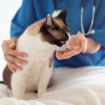 โรคพิษสุนัขบ้าในแมว การดูแลและฉีดวัคซีนป้องกัน