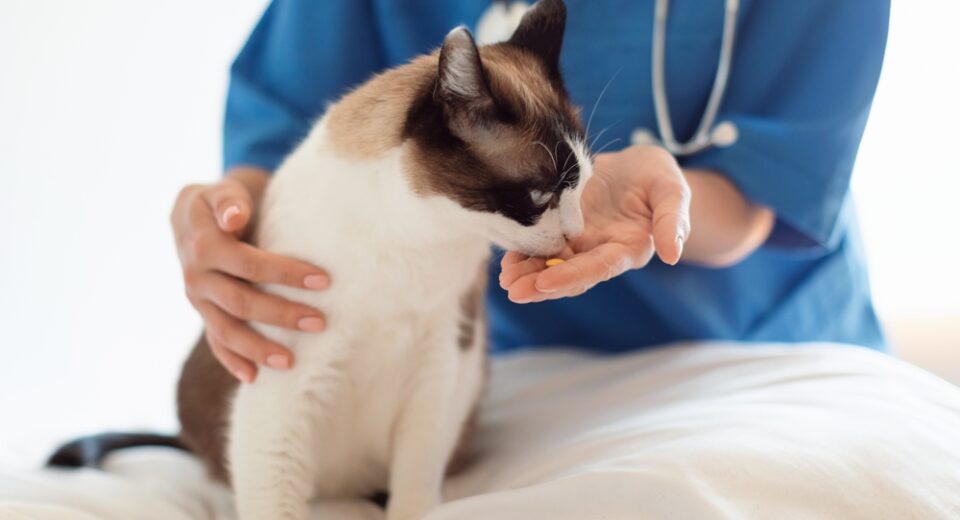 อาหารเสริมและการรักษาสำหรับสัตว์เลี้ยง กากบาทช็อตของสัตวแพทย์หมอเลดี้ให้วิตามินพิลกับแมวที่สัตวแพทย์คลีนิคภายใน การดูแลสุขภาพสัตว์เลี้ยง ยารักษาแมว และรักษาโรค