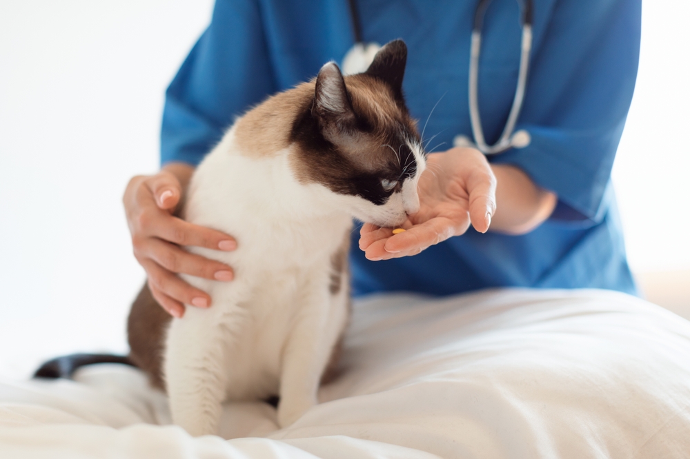 อาหารเสริมและการรักษาสำหรับสัตว์เลี้ยง กากบาทช็อตของสัตวแพทย์หมอเลดี้ให้วิตามินพิลกับแมวที่สัตวแพทย์คลีนิคภายใน การดูแลสุขภาพสัตว์เลี้ยง ยารักษาแมว และรักษาโรค