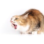 แมวหายใจแรง เพราะอะไร และแก้ไขอย่างไร?